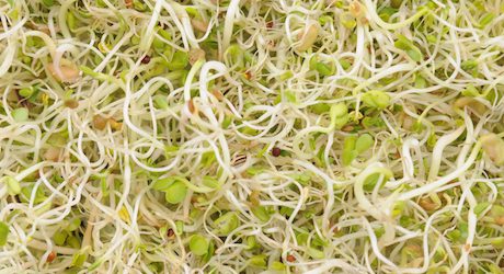 Broutilles Poitiers Alfalfa