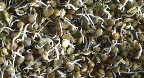 Broutilles Poitiers Lentilles Vertes