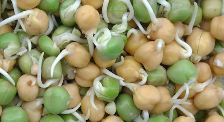 Broutilles Poitiers Pois Vert Chiche