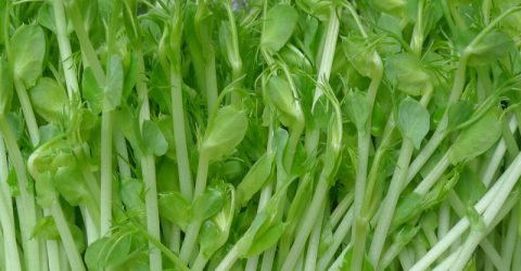 Broutilles Poitiers Pois Vert